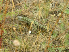 Lacerta agilis chersonensis