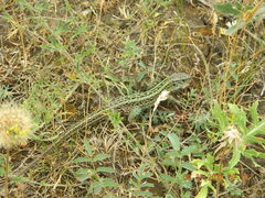 Lacerta agilis chersonensis
