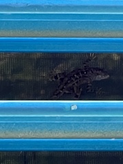 Anolis sagrei
