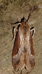 Image of Cliniodes underwoodi