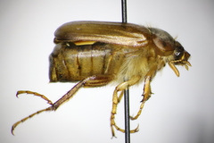 Amphimallon majale
