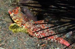 Synchiropus morrisoni