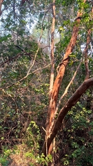 Luma apiculata