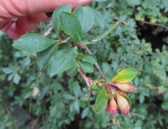 Escallonia rubra