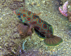 Synchiropus picturatus