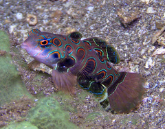 Synchiropus picturatus