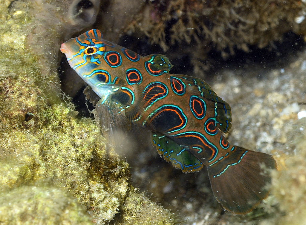 Painted Dragonet