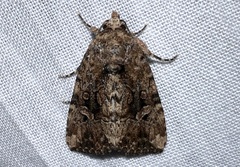 Elaphria chalcedonia