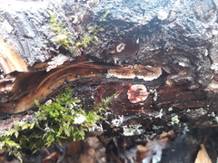 Stereum sanguinolentum