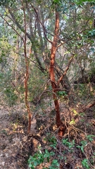 Luma apiculata