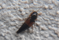 Tachyporus hypnorum