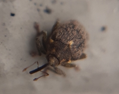 Ceutorhynchus pallidactylus