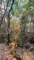 Luma apiculata