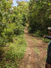 Nasua