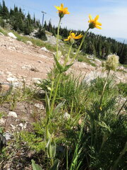 Arnica mollis