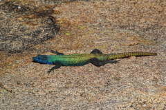 Platysaurus intermedius rhodesianus