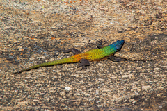 Platysaurus intermedius rhodesianus