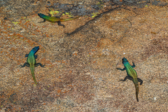 Platysaurus intermedius rhodesianus