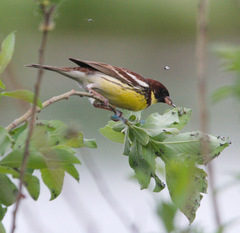 Emberiza aureola
