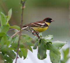Emberiza aureola