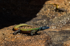 Platysaurus intermedius rhodesianus