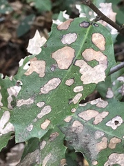 Phytophthora ramorum