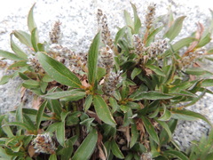 Salix cascadensis
