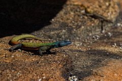 Platysaurus intermedius rhodesianus