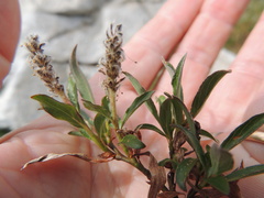 Salix cascadensis