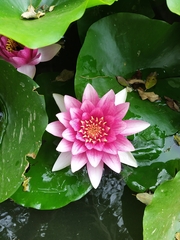 Nymphaea alba