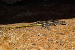 Platysaurus intermedius rhodesianus