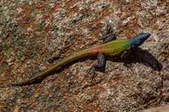 Platysaurus intermedius rhodesianus