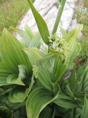Veratrum viride
