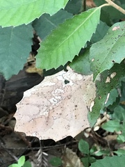 Phytophthora ramorum