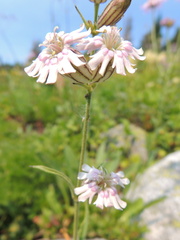 Silene parryi