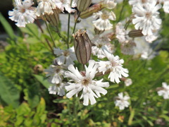 Silene parryi