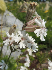 Silene parryi