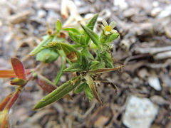 Buglossoides arvensis