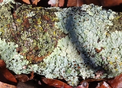 Hyperphyscia syncolla