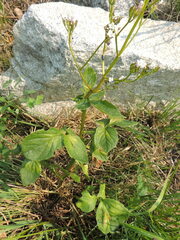 Valeriana sitchensis