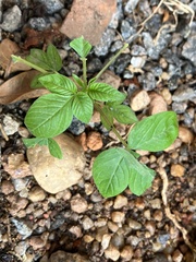 Leptosia nina