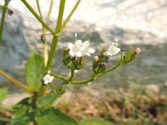Valeriana sitchensis