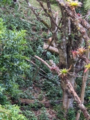 Nasua
