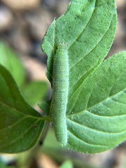 Leptosia nina