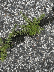 Calibrachoa parviflora