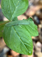 Leptosia nina