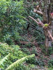 Nasua