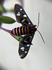 Amata passalis