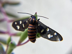 Amata passalis