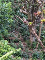 Nasua